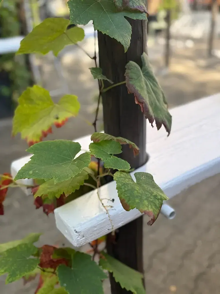 Weinlaub rankt an einem Holzpfosten